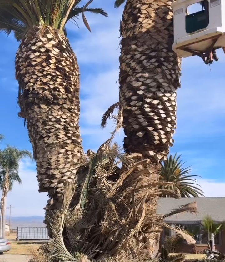 Junk Removal, Junk Removal Near Me, Junk Removal Company, Junk Removal Company Near Me, Resdential Junk Removal, Commercial Junk Removal, Hemet Junk Removal, Murrieta Junk Removal, Beaumont Junk Removal, Banning Junk Removal, Riverside Junk Removal, San Bernardino Junk Removal, Canyon Lake Junk Removal, Perris Junk Removal, San Jacinto Junk Removal, Rock Hauling, Rock Delivery, Dirt Hauling, Dirt Delivery, Gravel Hauling, Gravel Delivery, Sand Hauling, Sand Delivery, Property Cleanouts, Hoarder Cleanouts, Yard Clean Up, Palm Tree Cleanups, Stump Removals, Landscaping, Landscaper Near Me, Hemet Landscaping, Murrieta Landscaping, Beaumont Landscaping, Banning Landscaping, Riverside Landscaping, San Bernardino Landscaping, Canyon Lake Landscaping, Perris Landscaping, San Jacinto Landscaping, Lawn Maintenance, Weed Wacking, Mowing, Lawn Care, Tree Installation, Bush Installation, Demolition, Demolition Near Me, Hemet Demolition, Murrieta Demolition, Beaumont Demolition, Banning Demolition, Riverside Demolition, San Bernardino Demolition, Canyon Lake Demolition, Perris Demolition, San Jacinto Demolition, Wall Demolition, Concrete Demolition, House Demolition, Roof Demolition, Tile Removal, Cabinet Removal, Floor Removal, Carpet Removal, Patio Removal, Menifee CA, Temecula CA, Winchester CA, Homeland CA, Perris CA, Canyon Lake CA, Murrieta CA, Lake Elsinore CA, Fallbrook CA, Beaumont CA, Cabanzon CA, Moronga CA, Banning CA, Cherry Valley CA, Yuciapa CA, French Valley CA, Redlands CA, Moreno Valley CA, Riverside CA, San Bernardino CA