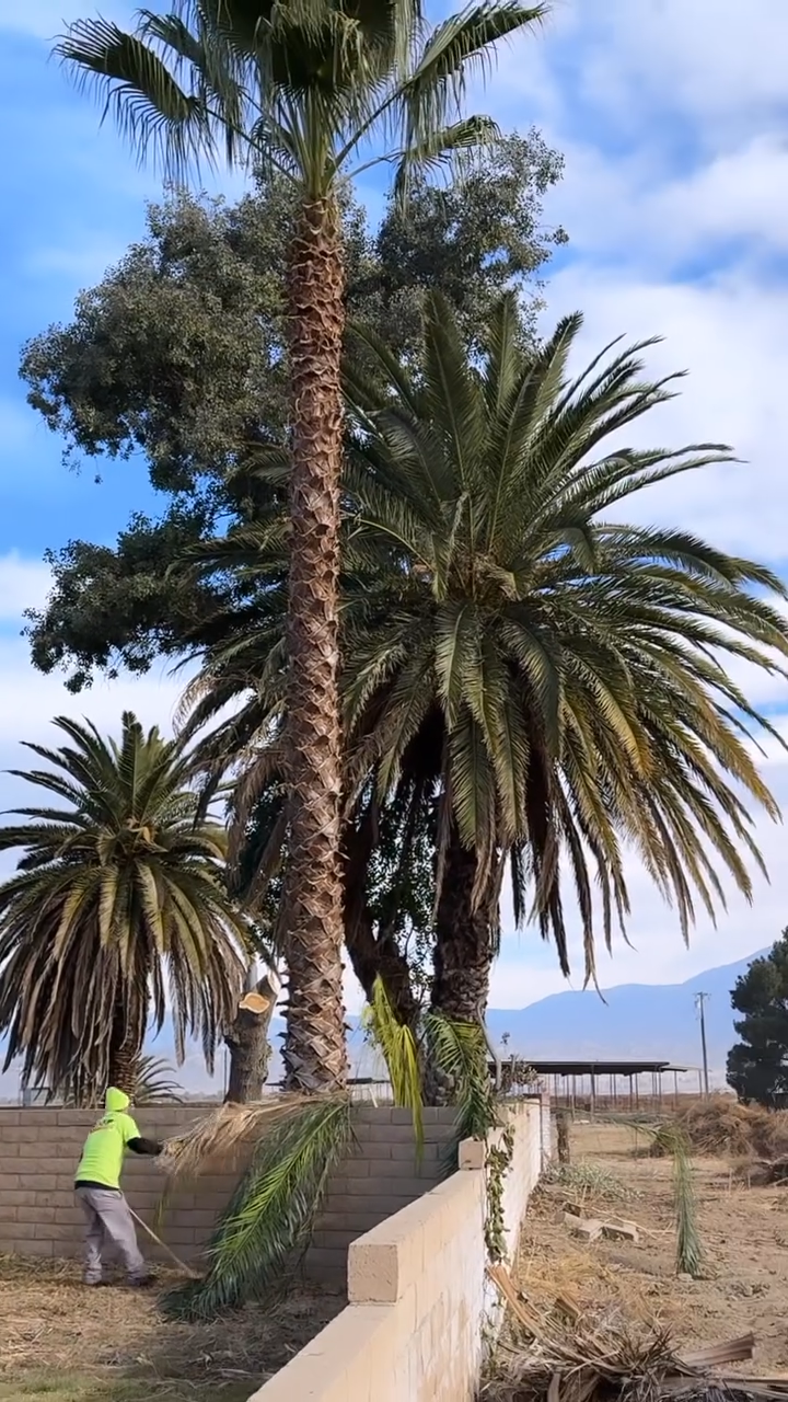 Junk Removal, Junk Removal Near Me, Junk Removal Company, Junk Removal Company Near Me, Resdential Junk Removal, Commercial Junk Removal, Hemet Junk Removal, Murrieta Junk Removal, Beaumont Junk Removal, Banning Junk Removal, Riverside Junk Removal, San Bernardino Junk Removal, Canyon Lake Junk Removal, Perris Junk Removal, San Jacinto Junk Removal, Rock Hauling, Rock Delivery, Dirt Hauling, Dirt Delivery, Gravel Hauling, Gravel Delivery, Sand Hauling, Sand Delivery, Property Cleanouts, Hoarder Cleanouts, Yard Clean Up, Palm Tree Cleanups, Stump Removals, Landscaping, Landscaper Near Me, Hemet Landscaping, Murrieta Landscaping, Beaumont Landscaping, Banning Landscaping, Riverside Landscaping, San Bernardino Landscaping, Canyon Lake Landscaping, Perris Landscaping, San Jacinto Landscaping, Lawn Maintenance, Weed Wacking, Mowing, Lawn Care, Tree Installation, Bush Installation, Demolition, Demolition Near Me, Hemet Demolition, Murrieta Demolition, Beaumont Demolition, Banning Demolition, Riverside Demolition, San Bernardino Demolition, Canyon Lake Demolition, Perris Demolition, San Jacinto Demolition, Wall Demolition, Concrete Demolition, House Demolition, Roof Demolition, Tile Removal, Cabinet Removal, Floor Removal, Carpet Removal, Patio Removal, Menifee CA, Temecula CA, Winchester CA, Homeland CA, Perris CA, Canyon Lake CA, Murrieta CA, Lake Elsinore CA, Fallbrook CA, Beaumont CA, Cabanzon CA, Moronga CA, Banning CA, Cherry Valley CA, Yuciapa CA, French Valley CA, Redlands CA, Moreno Valley CA, Riverside CA, San Bernardino CA