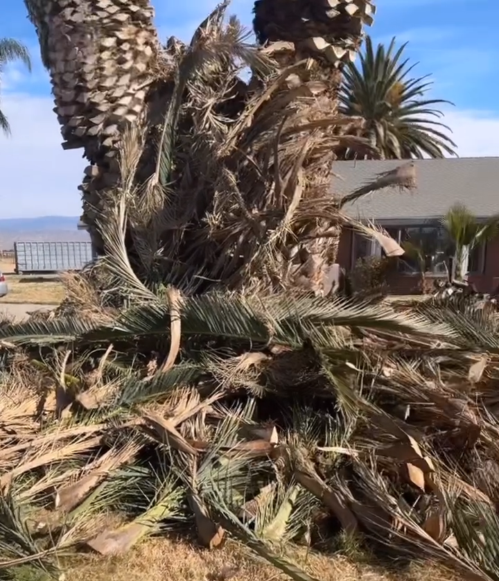 Pile of palm fronds at base of a trimmed palm tree, in front of a house, sunny day.