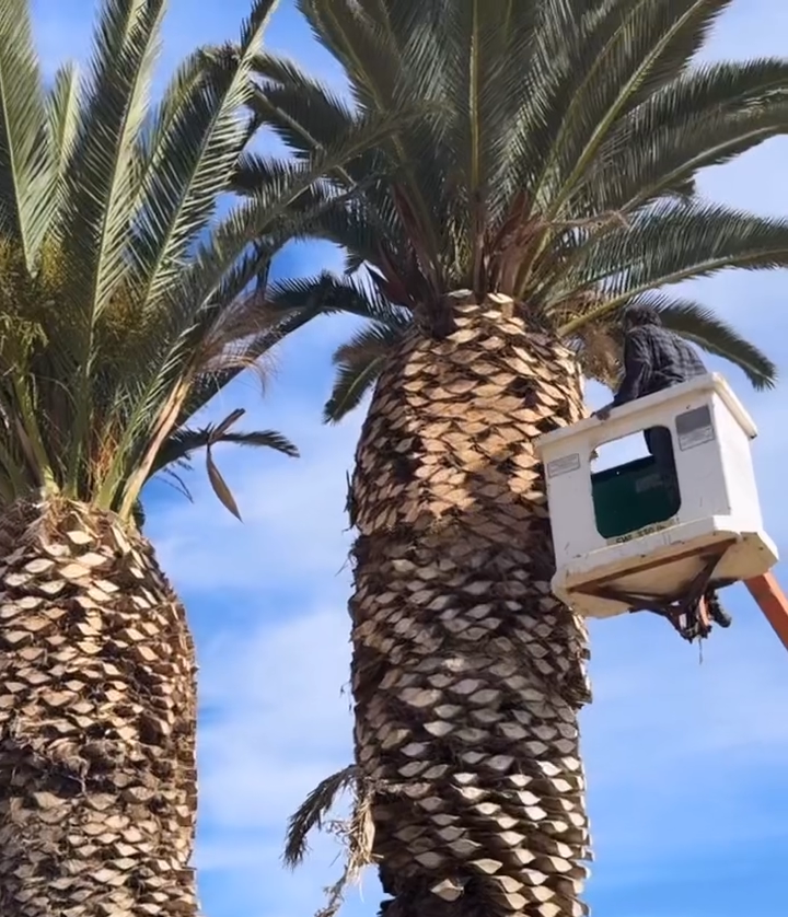 Palm trees being trimmed by a person in a lift against a blue sky.
