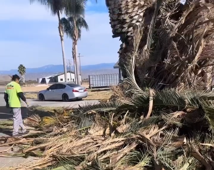 Man in neon green shirt clearing palm debris from roadside, car passing.