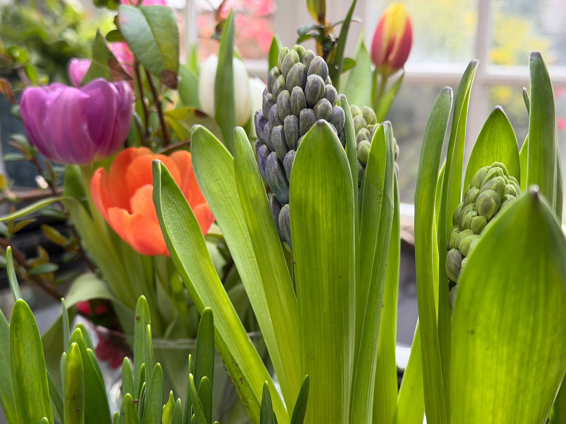 Easter Plant Sale a fundraining event for Friends of Stratford Hospital