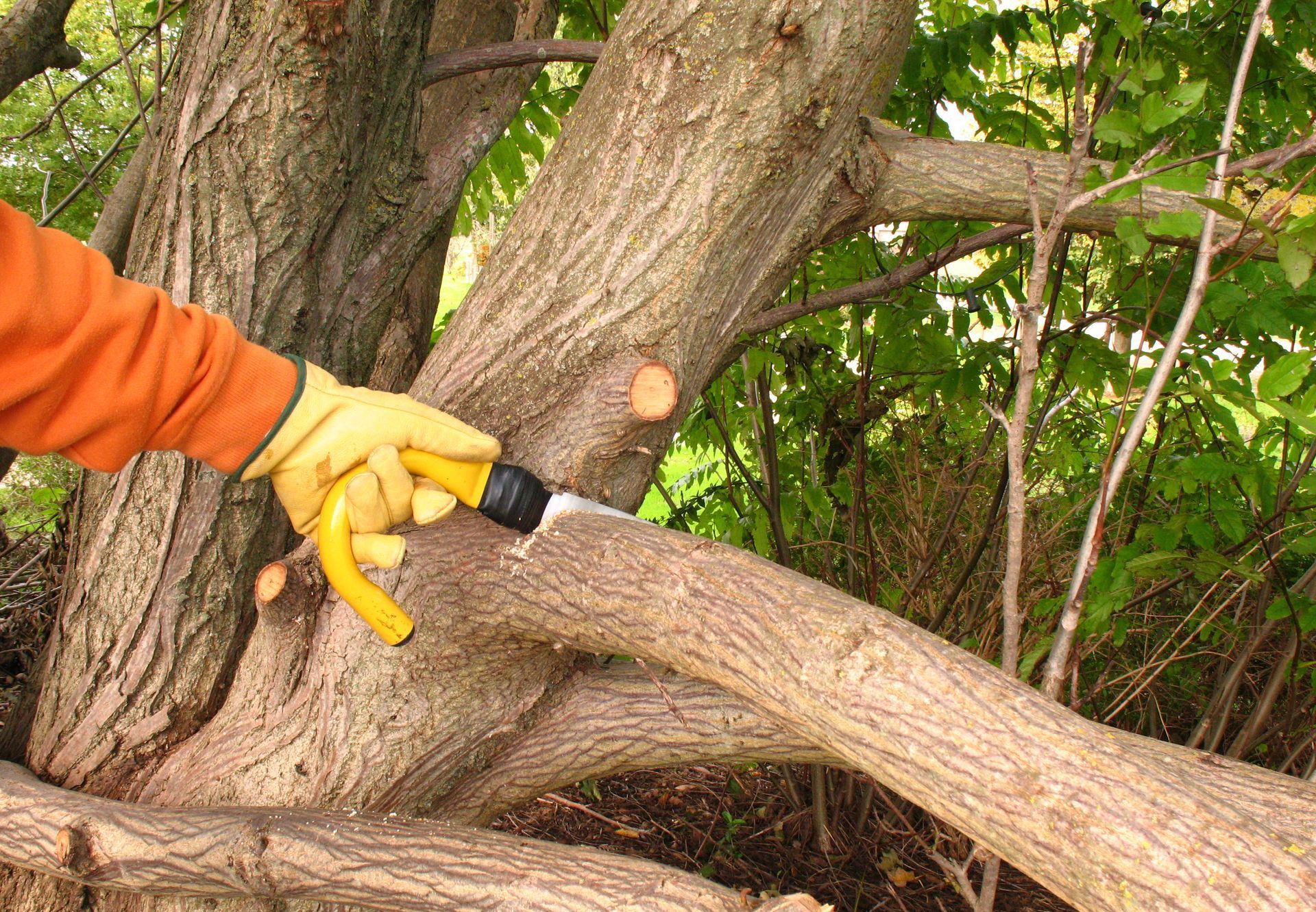 Tree Trimming in Seattle, WA