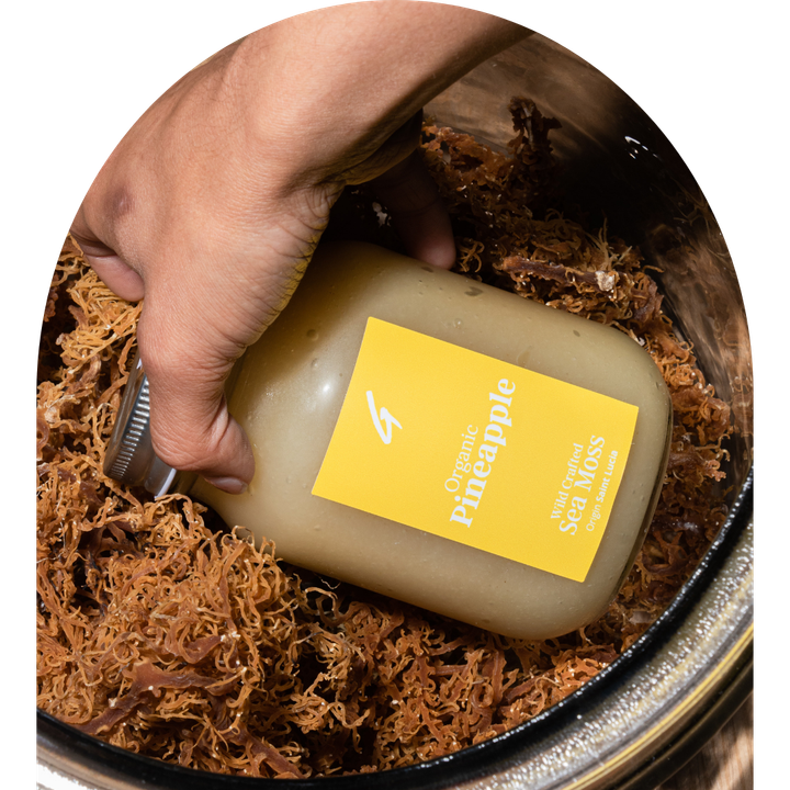 Hand holding a pineapple juice bottle in a container of brown sea moss. Yellow label reads 