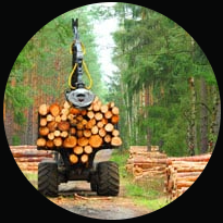 A tractor is carrying a large pile of logs in a forest. A tractor is carrying a large pile of logs in a forest.