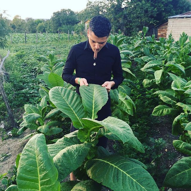 Kris Miller inspecting tobacco leaves