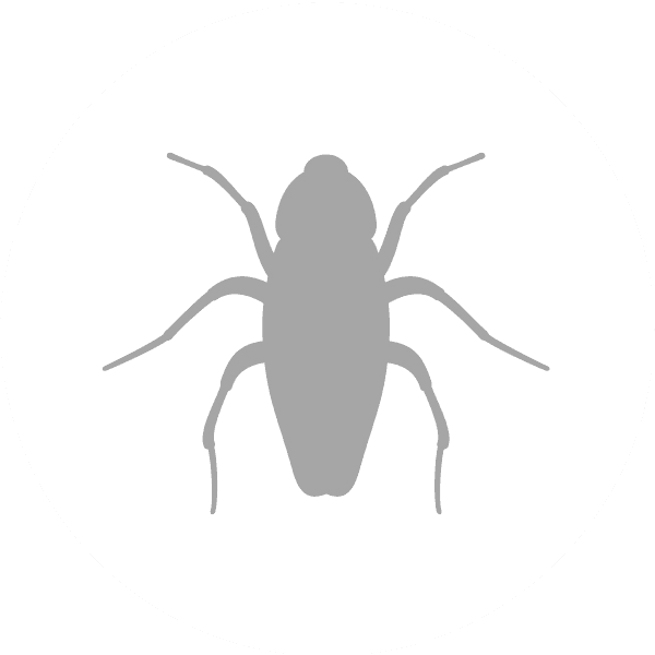 Pest Control Hervey Bay Hervey Bay & Maryborough Pest Control