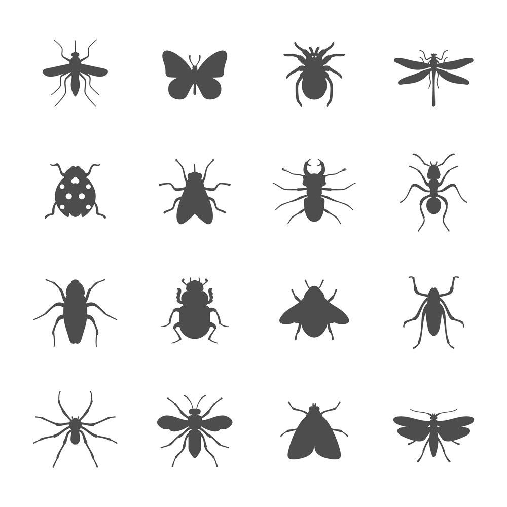 insects icon