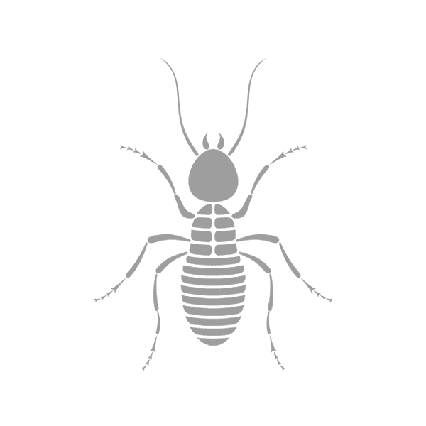 Pest Control Hervey Bay Hervey Bay & Maryborough Pest Control