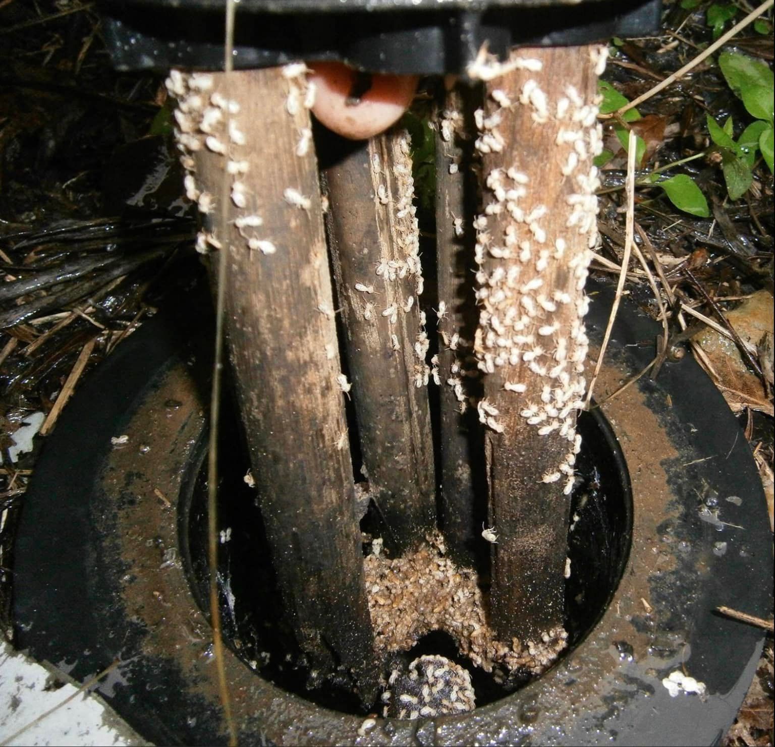 Termite Control — Brisbane, QLD — Wynnum Manly Pest Control Services