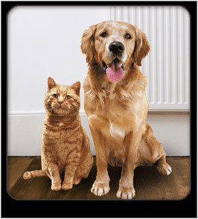 Dog and cat grooming