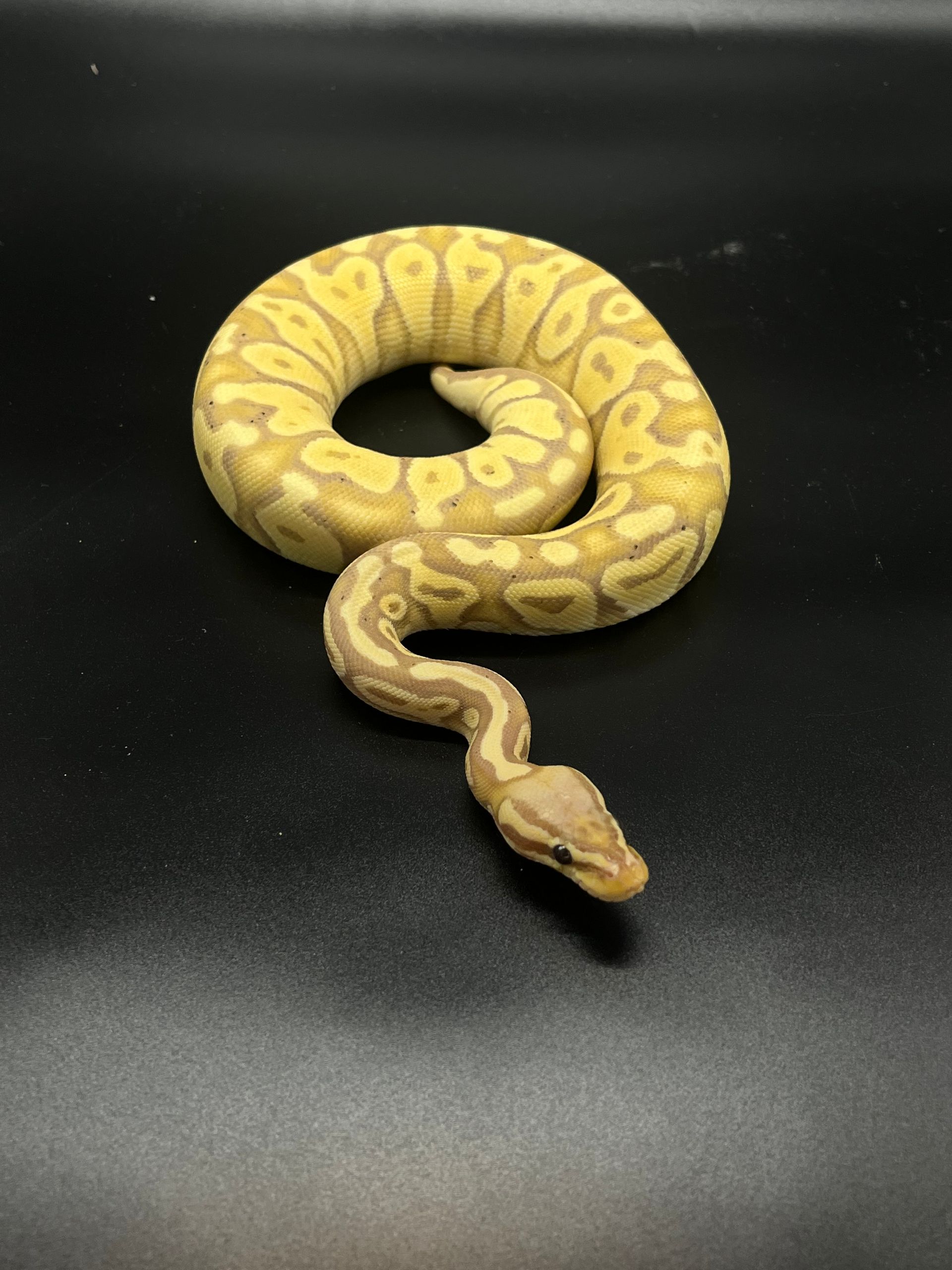Exotic Pets for Sale Online | NJ Exotic Pets