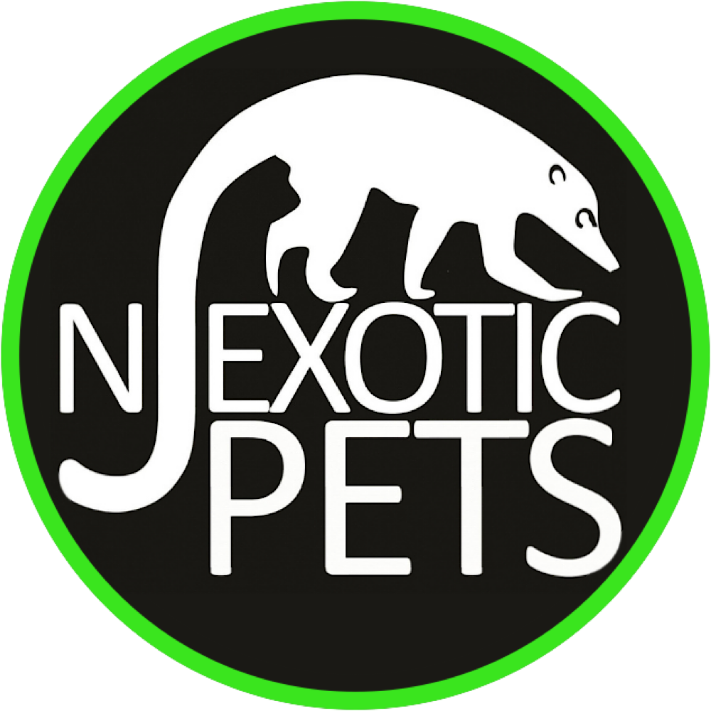 Exotic Pets For Sale NJ Exotic Pets New Jersey