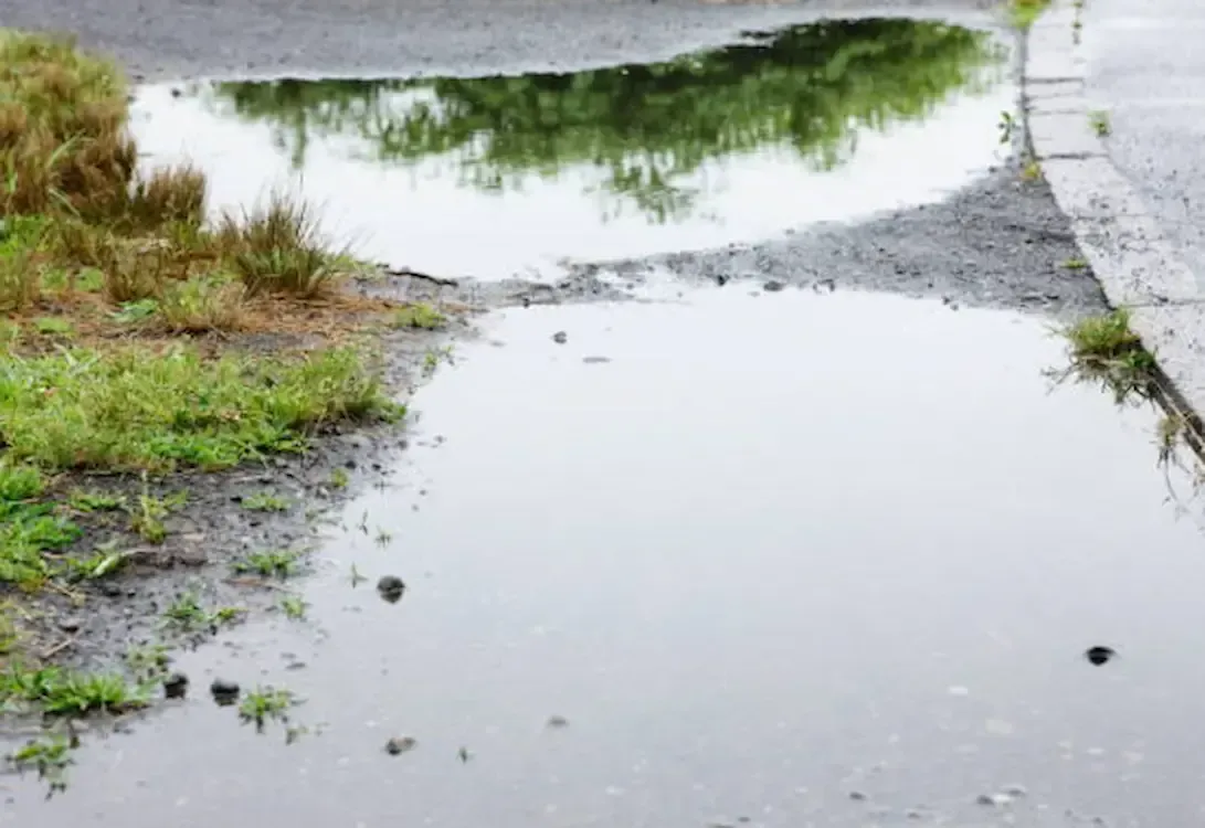 Puddles on a path reflecting trees. Green grass and a curb border the water. Gray, overcast sky.