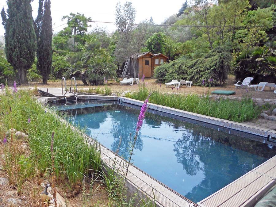 ein großer Swimmingpool umgeben von Pflanzen und Bäumen