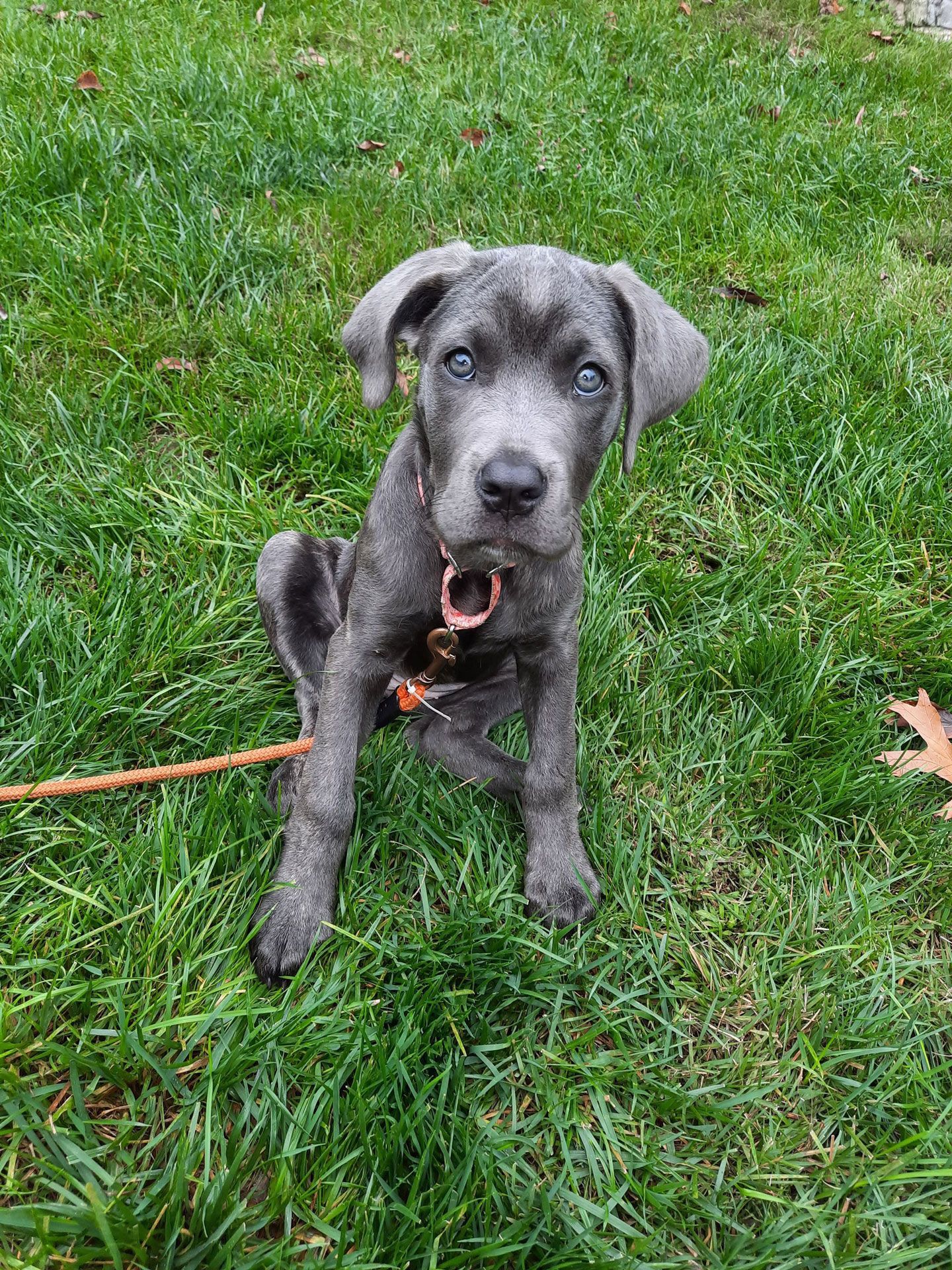 A puppy is sitting in the grass on a leash.