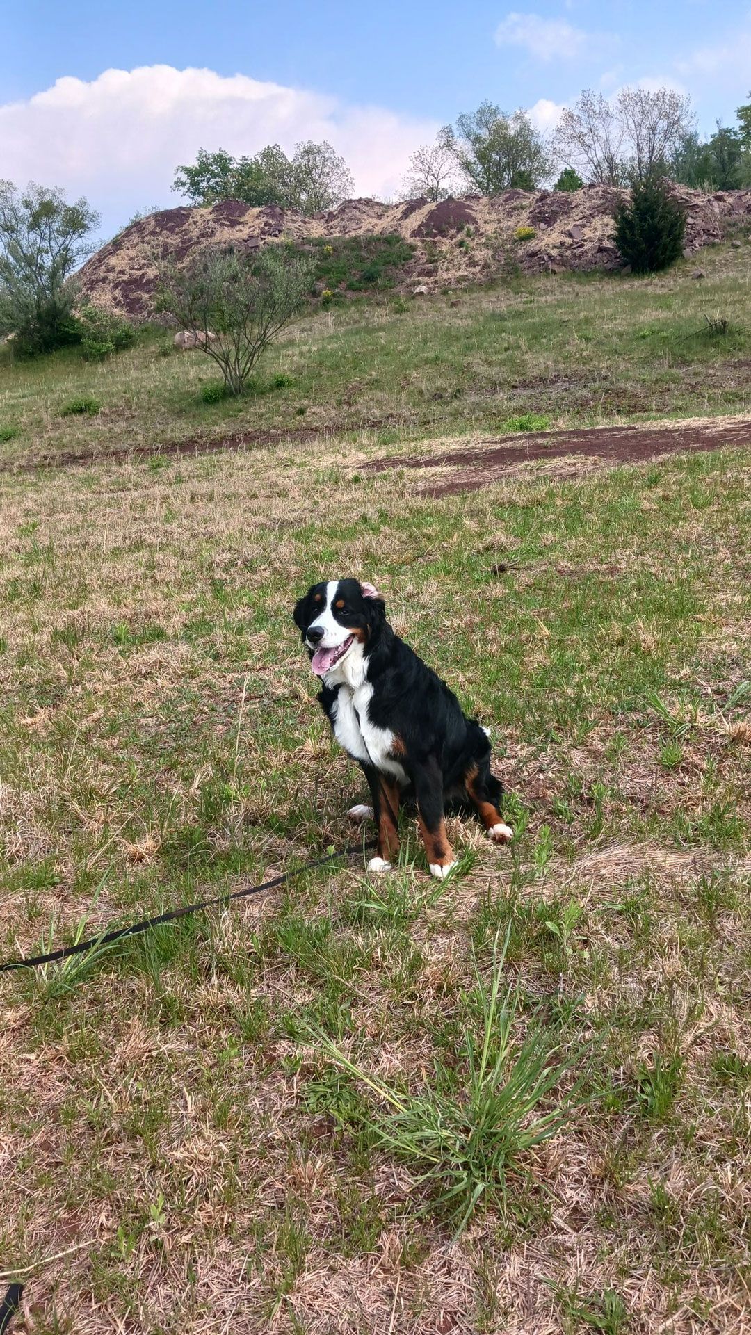 A bernese mountain dog is sitting in a grassy field on a leash.