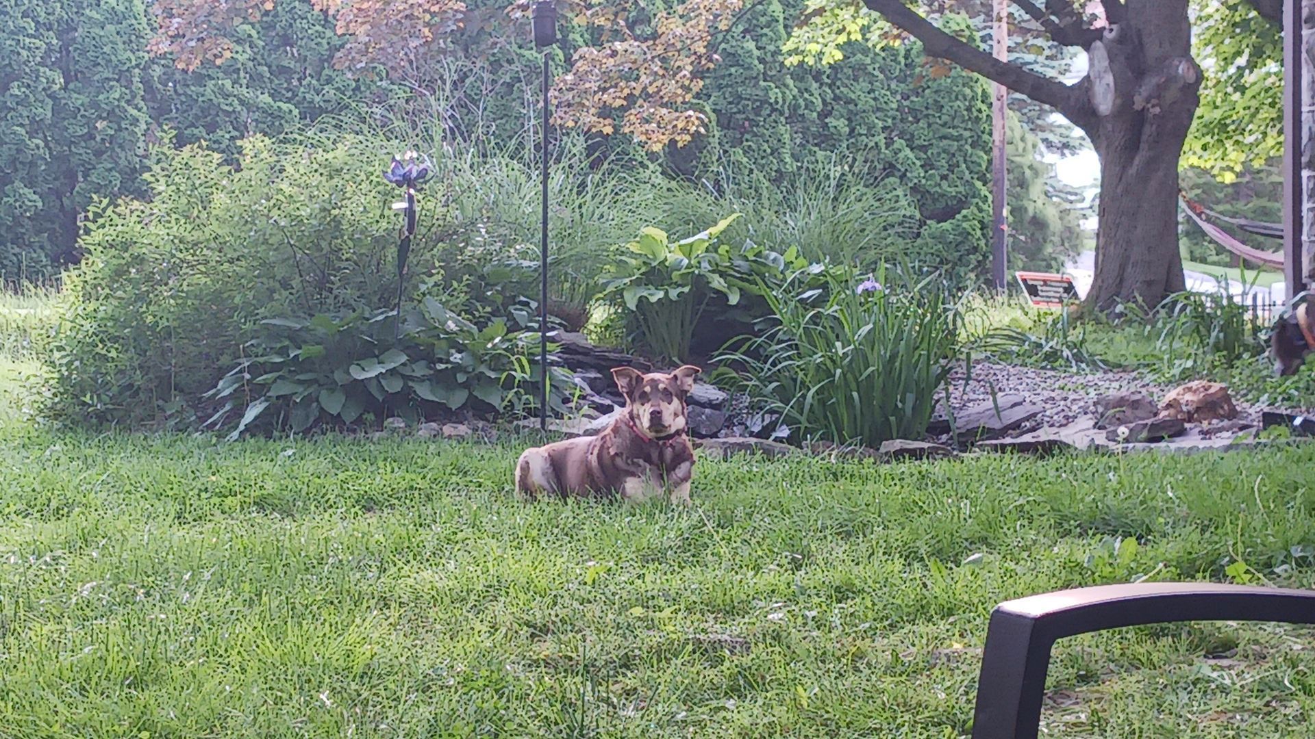 A dog is laying in the grass in a yard.