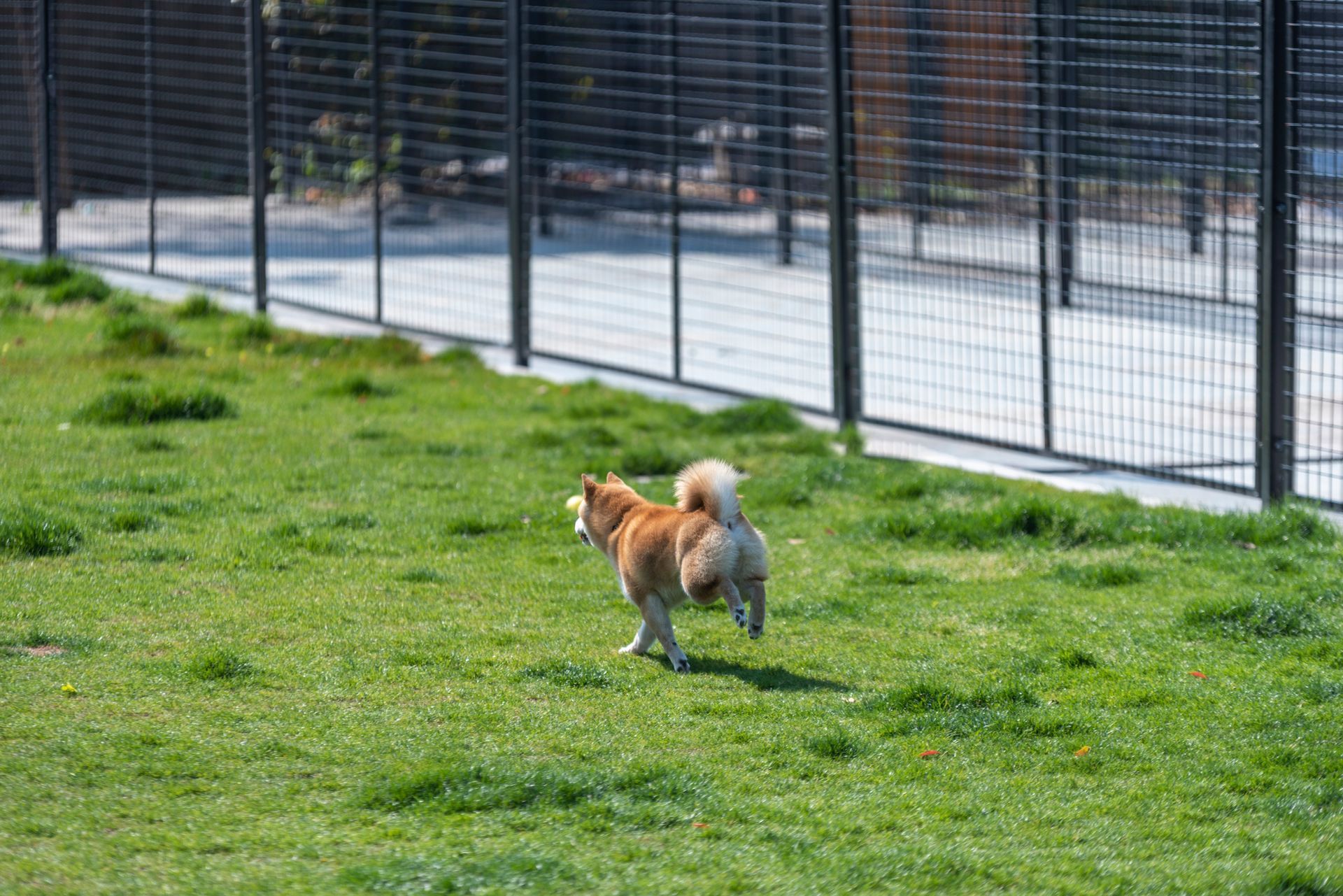 A dog is running in a grassy field next to a fence.