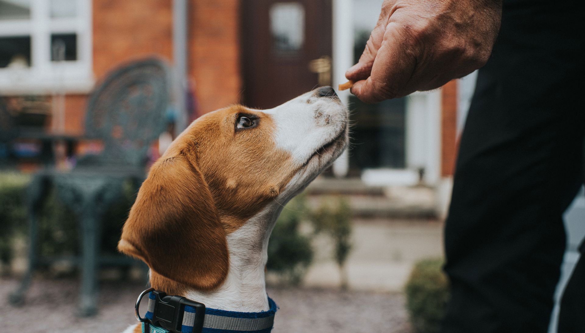 A person is feeding a dog a treat outside of a house.