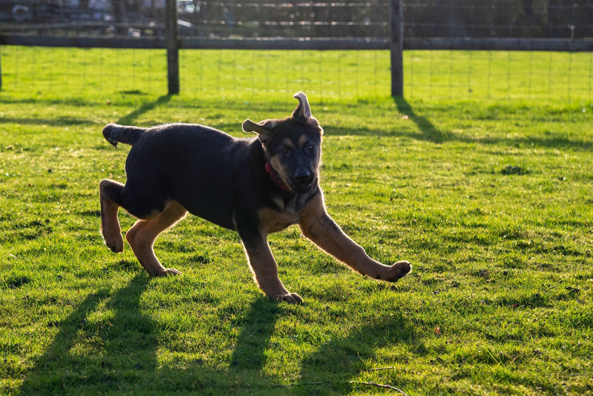 A german shepherd puppy is running in a grassy field.