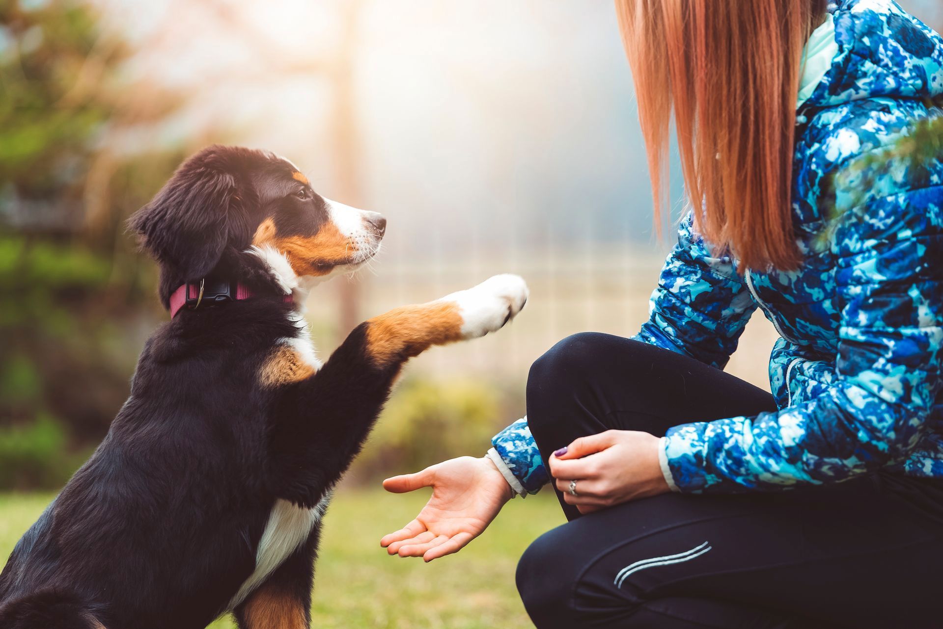 A woman is kneeling down and giving a dog a high five.
