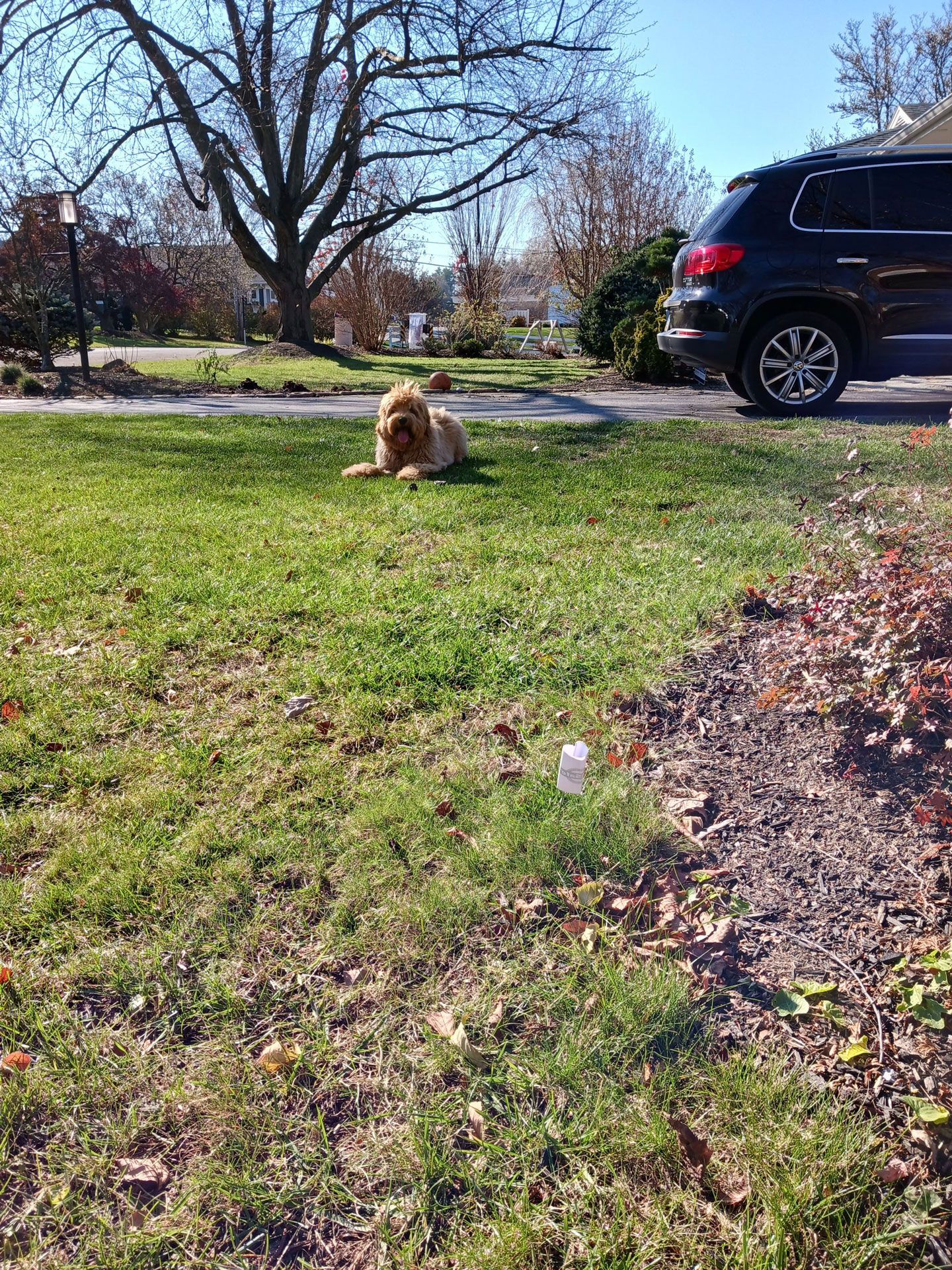 A dog is laying in the grass next to a car.