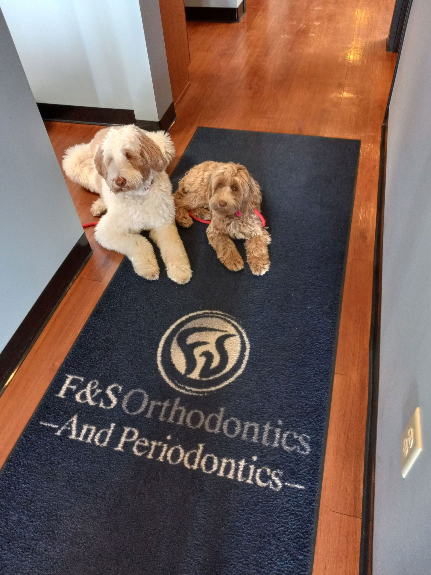 Two dogs laying on a mat that says f & s orthodontics and periodontics.