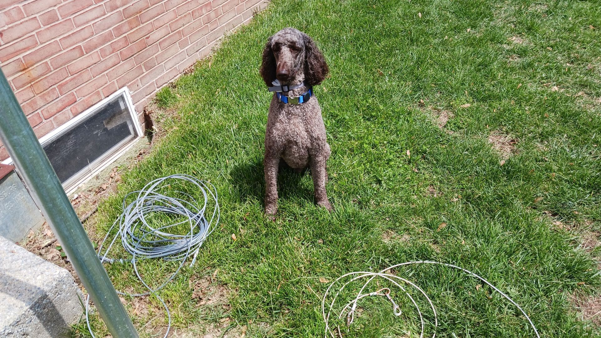 Brown poodle sits in grass near brick wall and a coil of wire.
