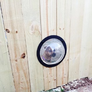 Small dog peeks through a round window in a light wood fence.