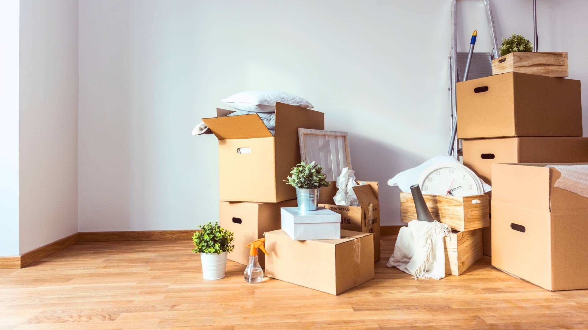 A room filled with cardboard boxes and potted plants.