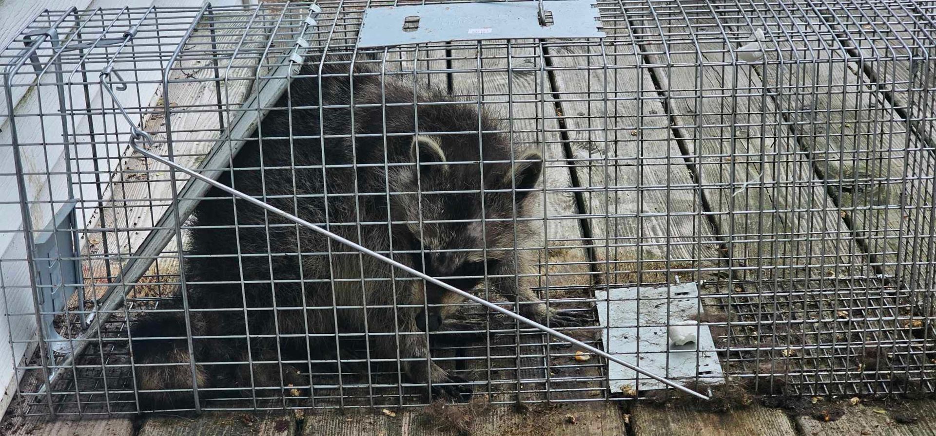 A raccoon is sitting in a wire cage.