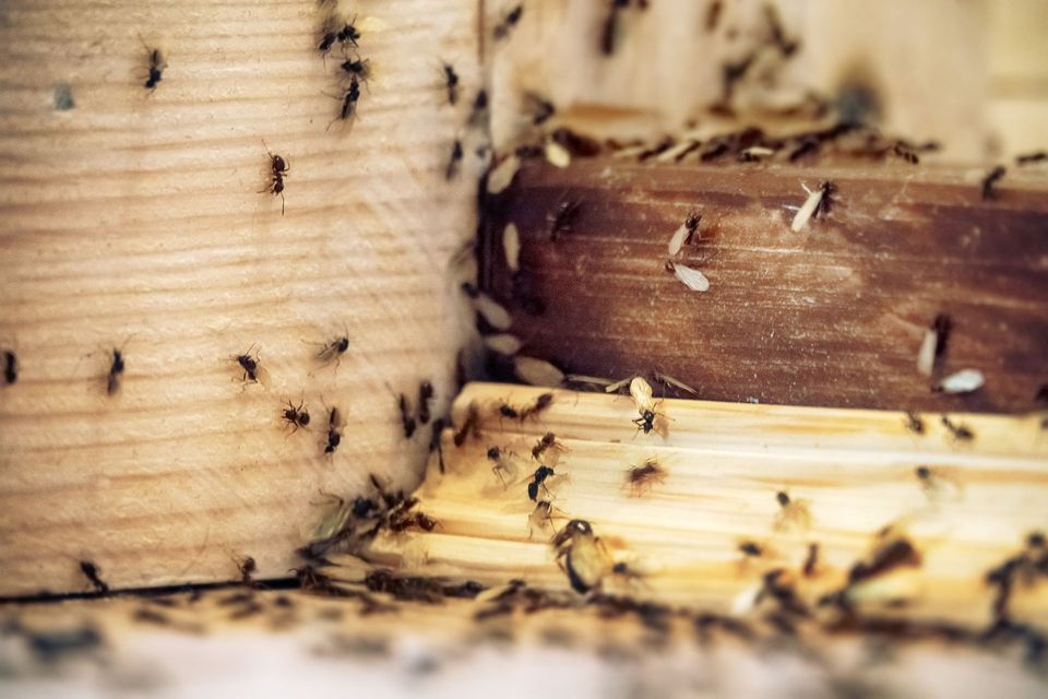 A bunch of ants are crawling on a wooden surface.