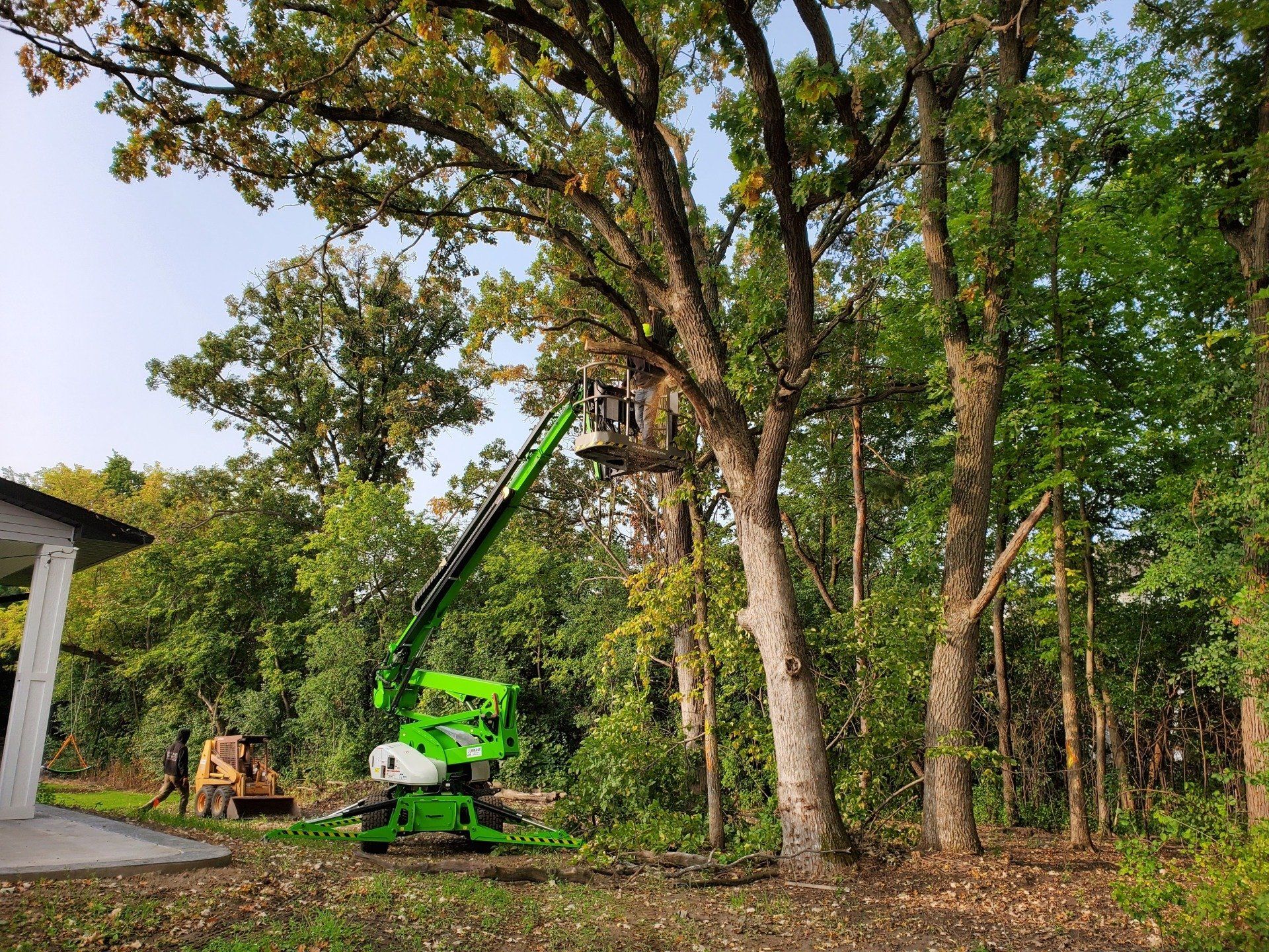 A green crane is cutting a tree in the woods.