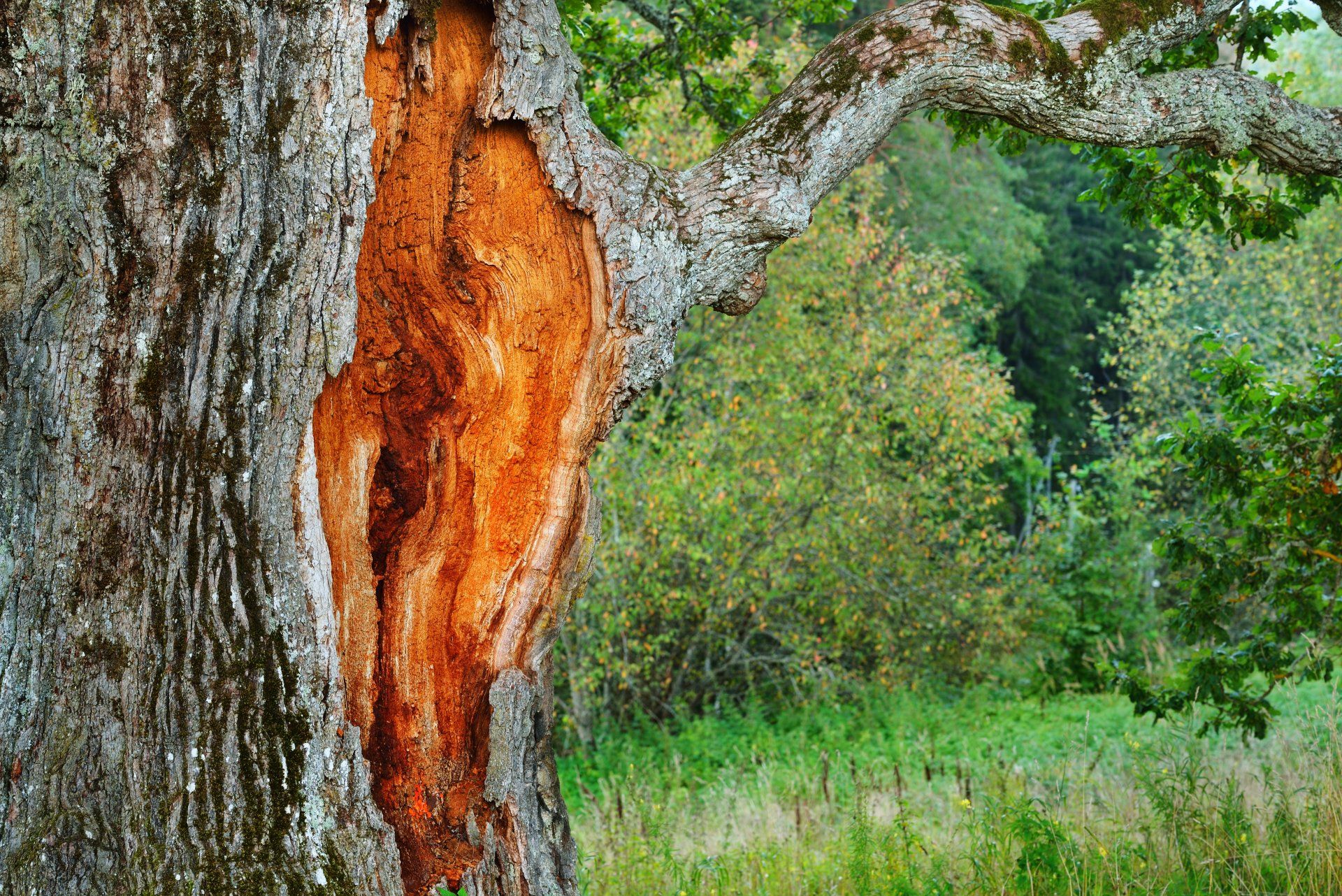 tree trunk showing tree decay