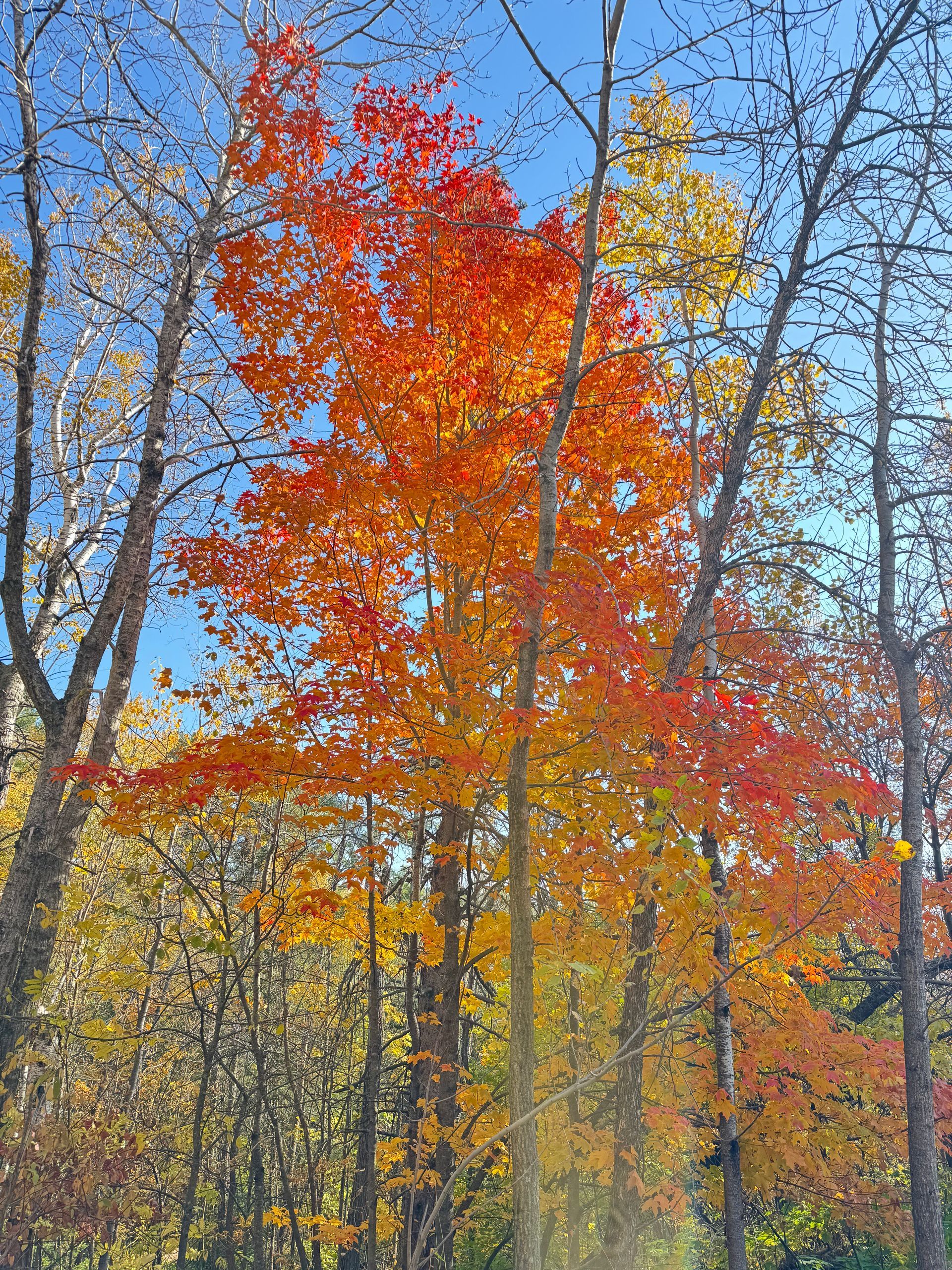 A tree with red and yellow leaves is in the middle of a forest