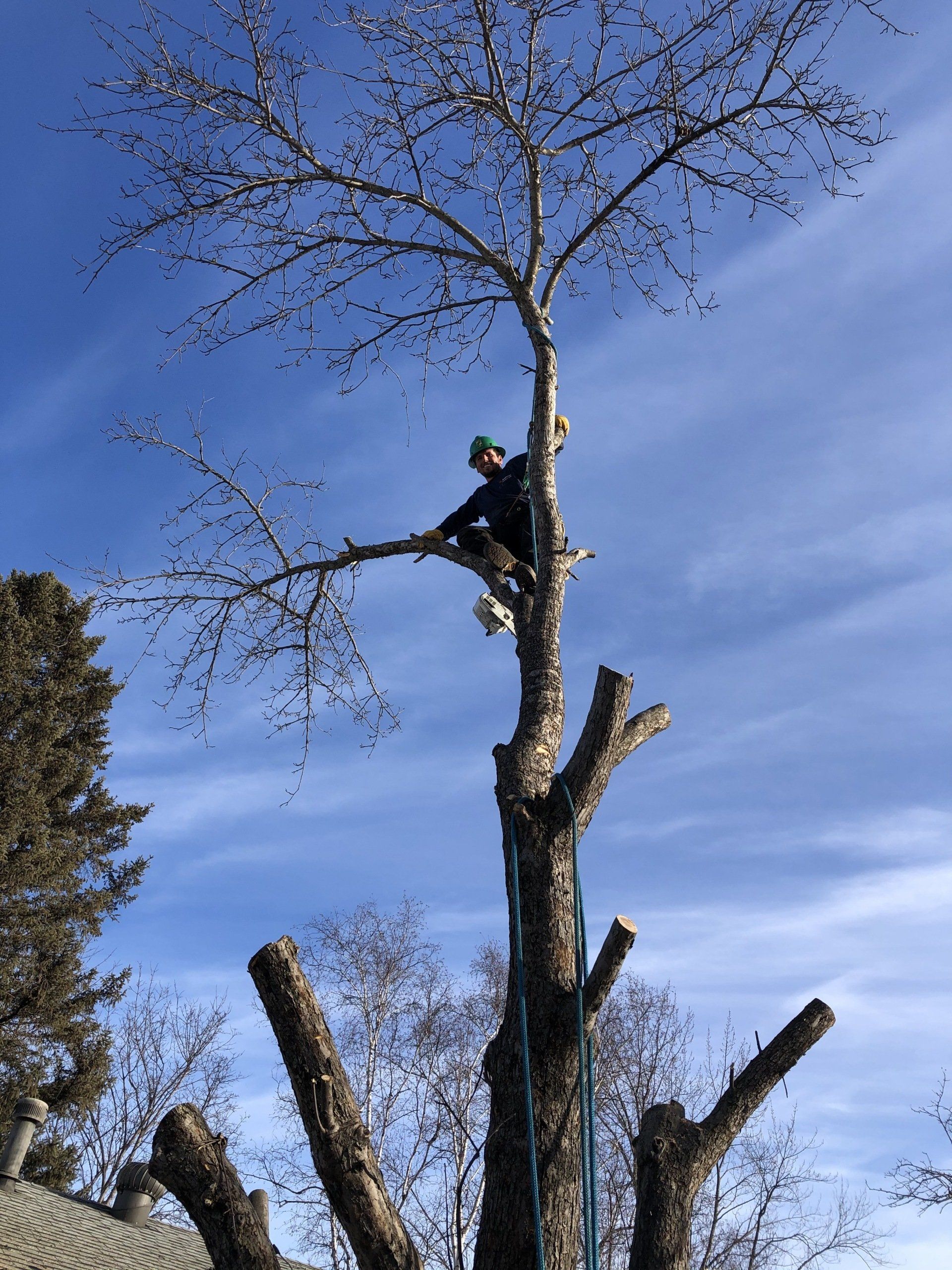 A man is climbing up the side of a tree.