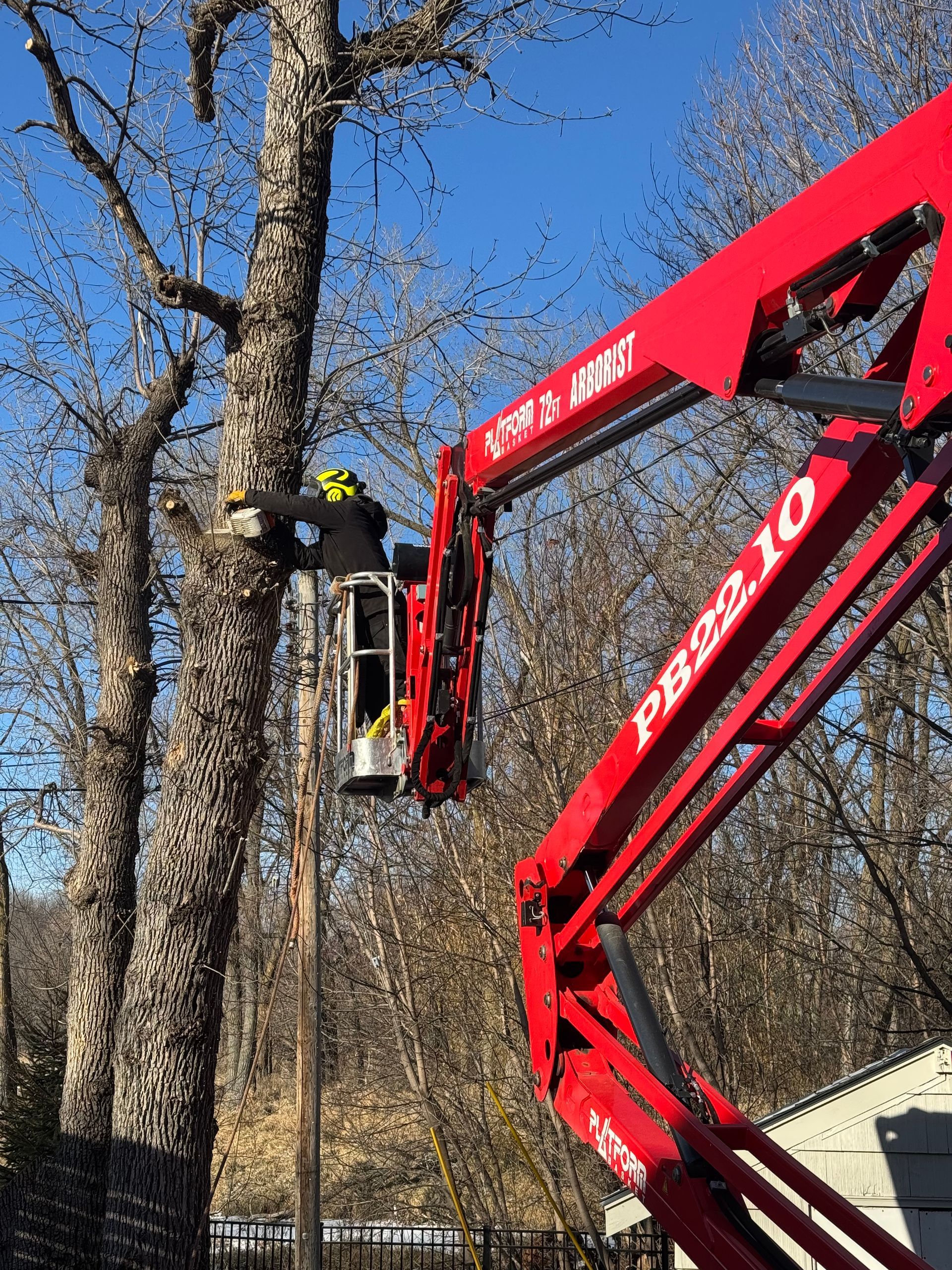 tree removal service near me
