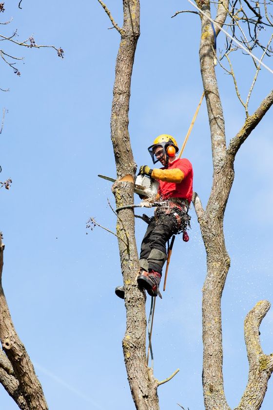 tree removal service near me