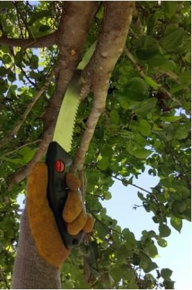 tree removal service near me