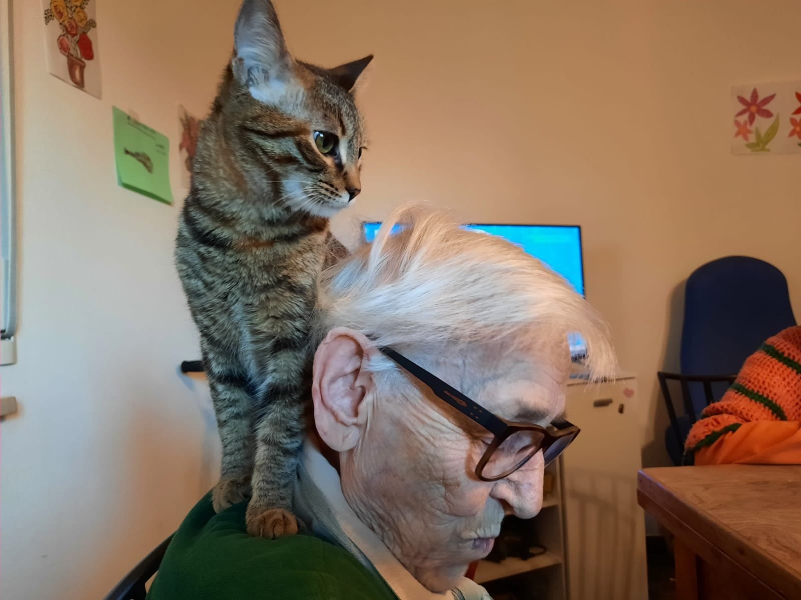 Gatto con persona anziana