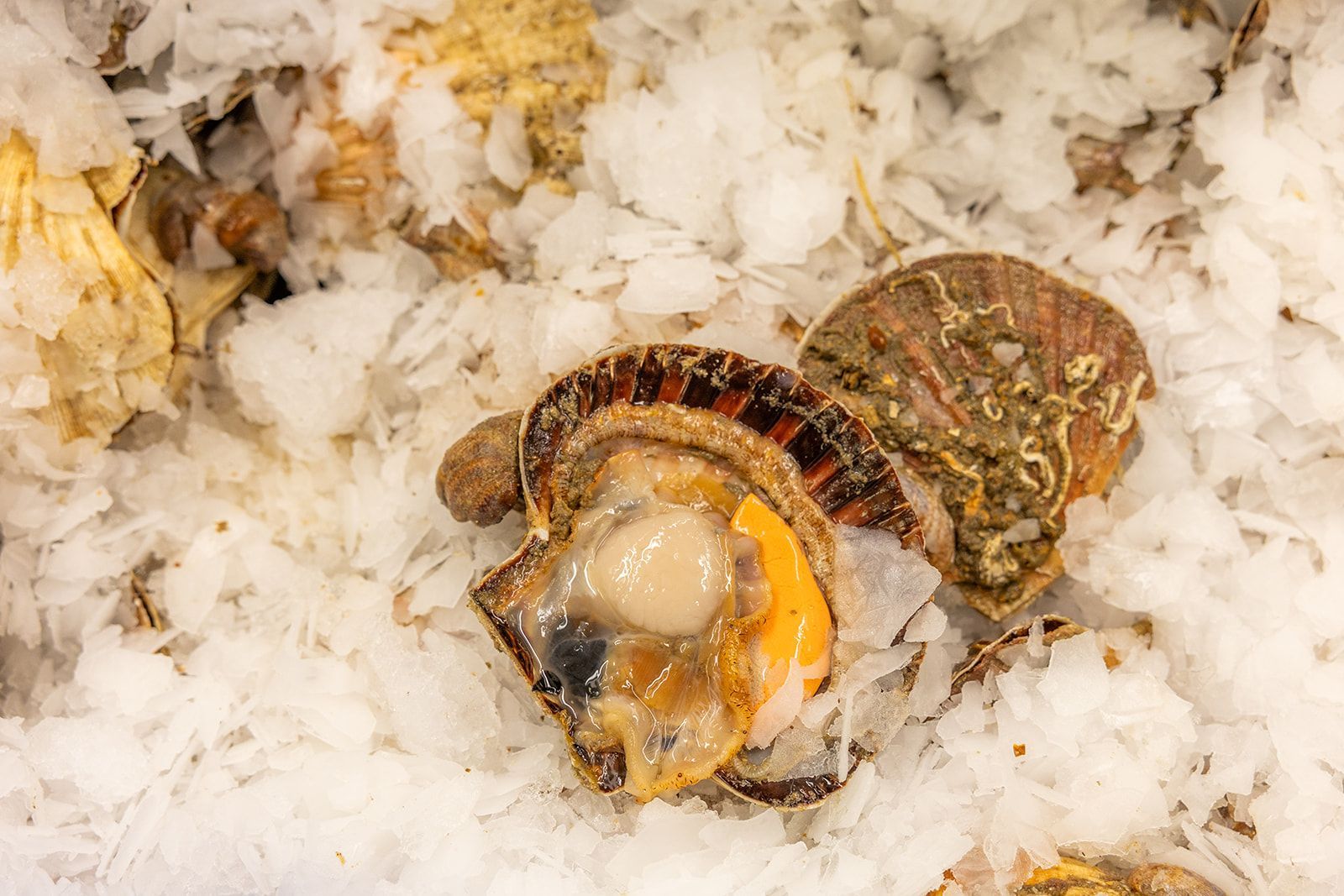 Fresh, raw scallops in their shells resting on a bed of crushed ice.