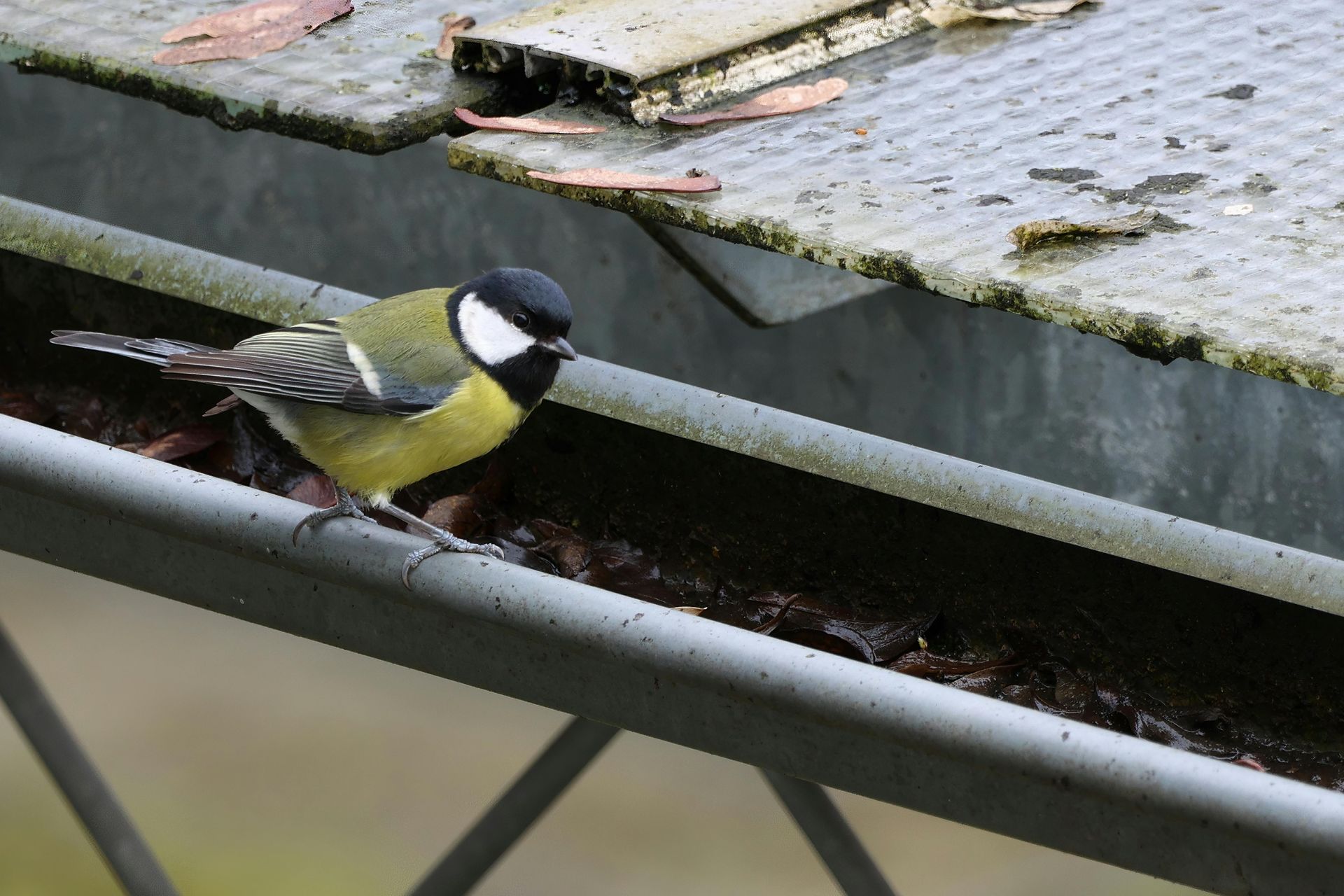 A great tit perches on a gutter filled with dark, damp leaves under a roof overhang.