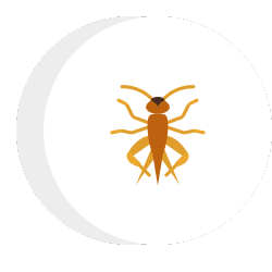 an icon of a cockroach 