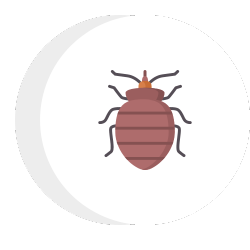 a bed bug icon in a circle 