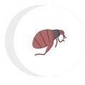a flea icon