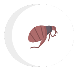 a flea icon