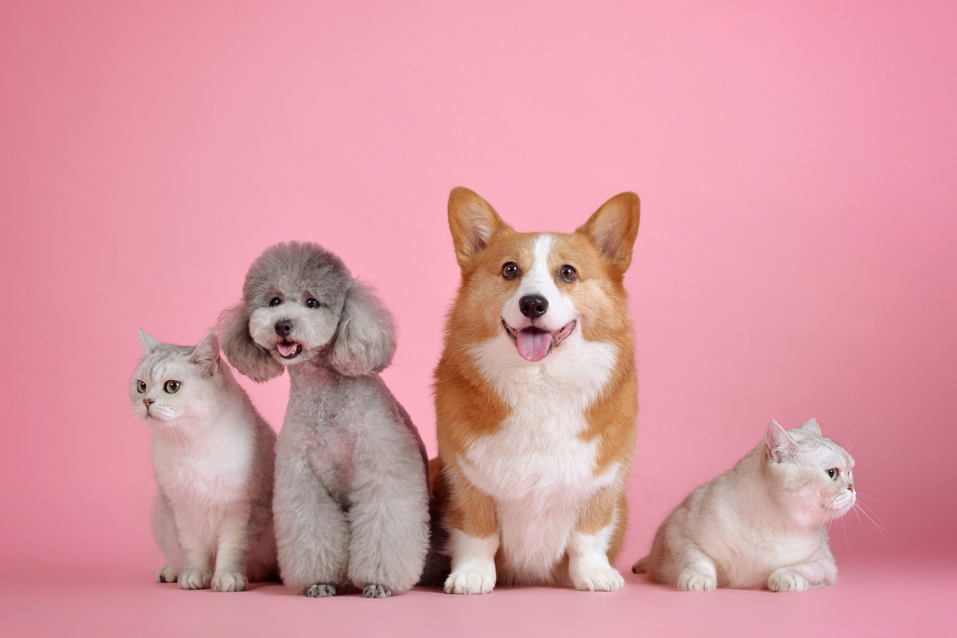 A dog , a poodle , a corgi and a cat are sitting next to each other on a pink background.