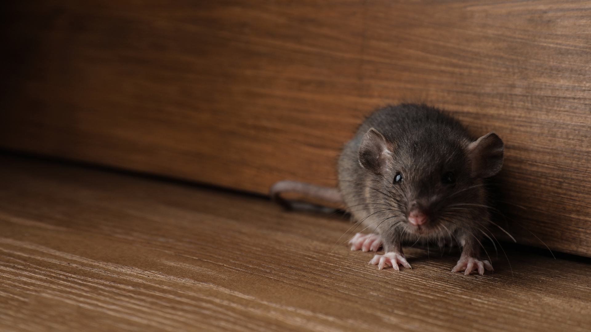 A small gray mouse on a wooden floor, near a wooden wall.
