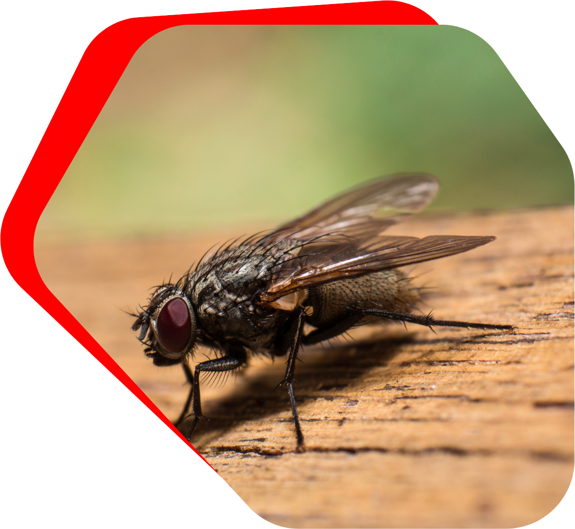 a fly  is sitting on a piece of wood